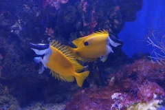 Inbursa Aquarium