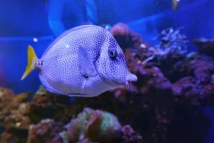 Inbursa Aquarium