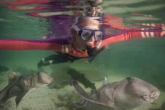 Irukandji Shark & Ray Encounters