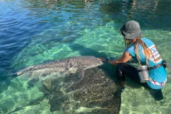 Irukandji Shark & Ray Encounters