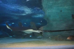 Istanbul Aquarium Florya