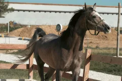 Istanbul Horseback Riding