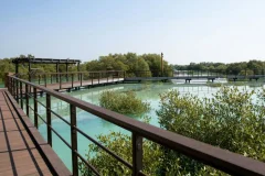 Jubail Mangrove Park
