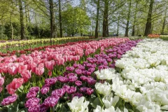 Keukenhof Day Trips from Amsterdam
