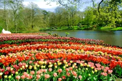 Keukenhof