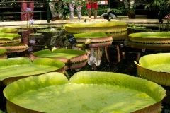 Kew Gardens