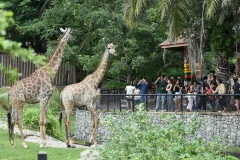 Khao Kheow Open Zoo