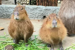 Khao Kheow Open Zoo