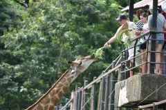 Khao Kheow Open Zoo