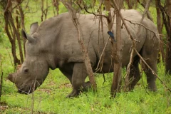 Kruger National Park