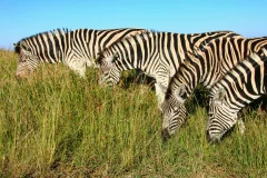 Kruger National Park