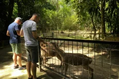Kuala Gandah Elephant Sanctuary