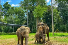 Kuala Gandah Elephant Sanctuary