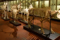 La Specola Museum