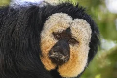 Lagos Zoo