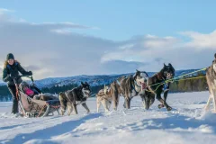 Lapland Winter Activities