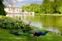 Lazienki Park