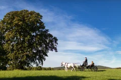 Lipica Stud Farm