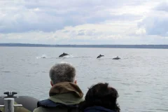 Lisbon Dolphin watching