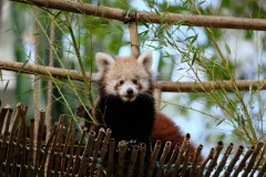 Lisbon Zoo