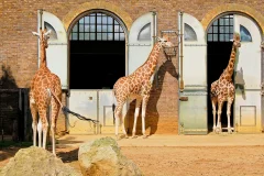 London Zoo