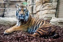 London Zoo