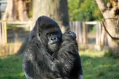 London Zoo