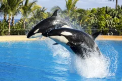 Loro Parque