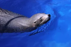 Marineland Mallorca