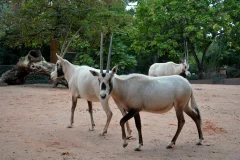 Ménagerie du Jardin des Plantes