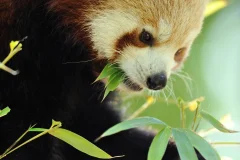 Ménagerie du Jardin des Plantes