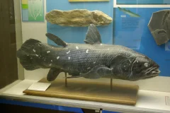 Milan Natural History Museum