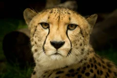 Mogo Wildlife Park
