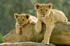 Mogo Wildlife Park