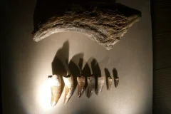 Natural History Museum Venice (Museo di Storia Naturale di Venezia)