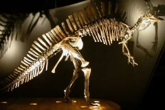 Natural History Museum Venice (Museo di Storia Naturale di Venezia)