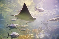 New England Aquarium