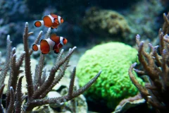 New England Aquarium