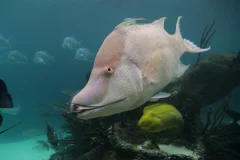 New York Aquarium