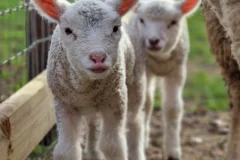 Newbridge House & Farm