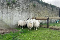Newbridge House & Farm