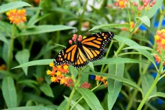 Niagara Falls Butterfly Conservatory