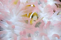 Oceanographic Museum of Monaco