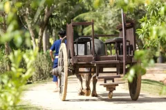 Old Phuket Farm