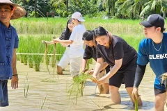 Old Phuket Farm