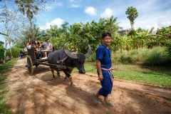 Old Phuket Farm