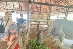 Old Phuket Farm