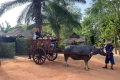 Old Phuket Farm