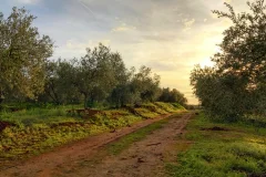 Olive Oil Day Trips from Seville