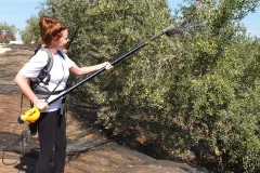 Olive Oil Day Trips from Seville